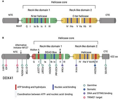 Multifunctional role of DEAD-box helicase 41 in innate immunity, hematopoiesis and disease